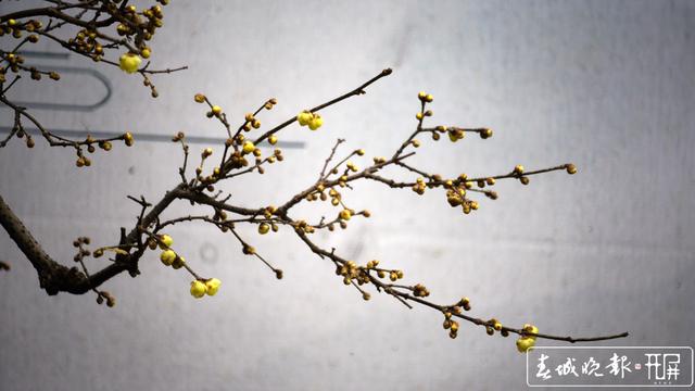 黑潭公园早梅开了，已进入寻梅闻香季节