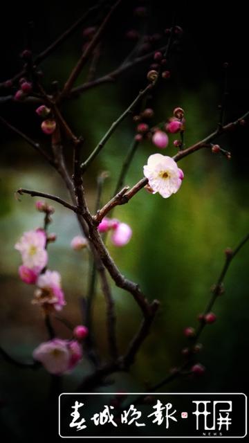 黑潭公园早梅开了，已进入寻梅闻香季节