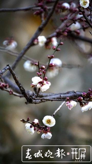 黑潭公园早梅开了，已进入寻梅闻香季节