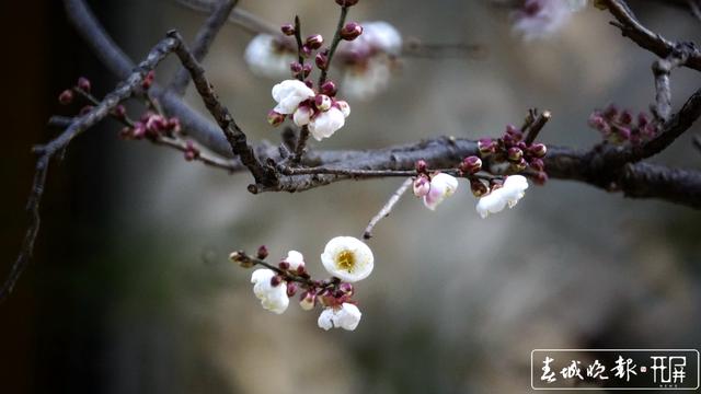 黑潭公园早梅开了，已进入寻梅闻香季节