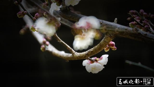 黑潭公园早梅开了，已进入寻梅闻香季节