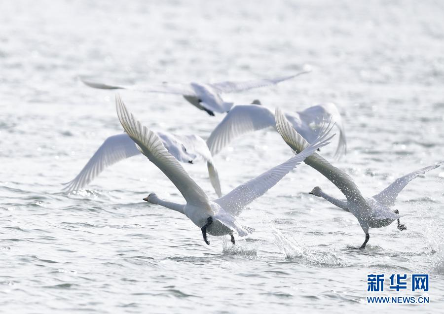 　12月2日，在青海省海东市化隆回族自治县，天鹅从黄河河面起飞。