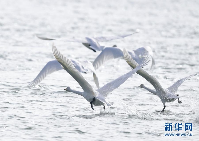12月2日,在青海省海东市化隆回族自治县,天鹅从黄河河面起飞。 12月2日,在青海省海东市化隆回族自治县,天鹅从黄河河面起飞。