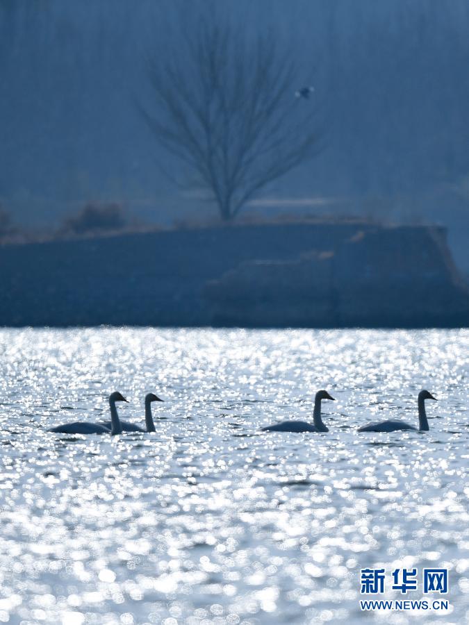 　12月2日，在青海省海东市化隆回族自治县，天鹅从黄河河面起飞。1