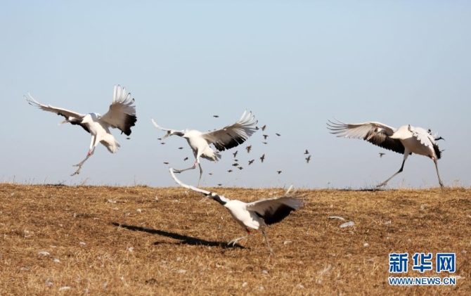 这是12月8日在扎龙国家级自然保护区拍摄的丹顶鹤。 这是12月8日在扎龙国家级自然保护区拍摄的丹顶鹤。