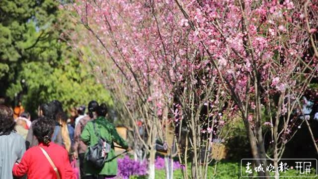 圆通山樱花节等你去耍 王宇衡摄