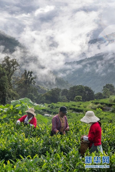 西藏林芝市墨脱县茶农在茶园采茶(9月19日摄)。新华社记者 孙非 摄 西藏林芝市墨脱县茶农在茶园采茶(9月19日摄)。新华社记者 孙非 摄