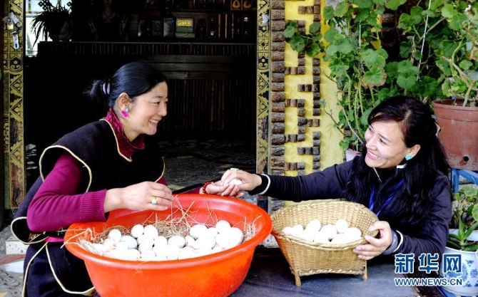西藏林芝市鲁朗镇村民整理收集来的藏鸡蛋(2016年4月6日摄)。新华社记者 张汝锋 摄 西藏林芝市鲁朗镇村民整理收集来的藏鸡蛋(2016年4月6日摄)。新华社记者 张汝锋 摄