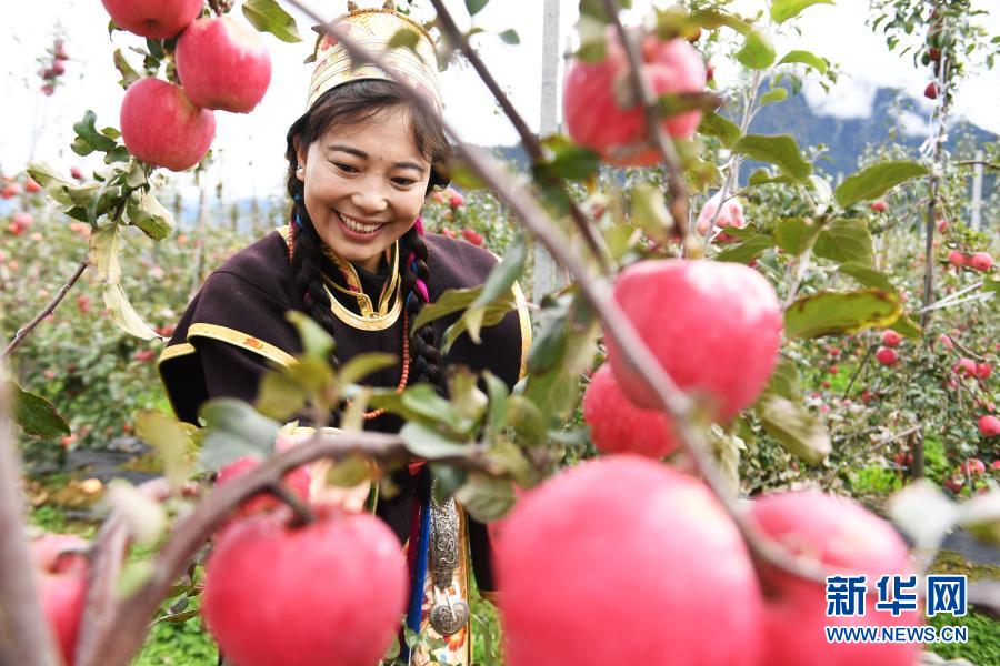 西藏林芝市米林县羌纳乡林巴村村民在果园里摘苹果（2019年10月26日摄）。新华社记者 普布扎西 摄