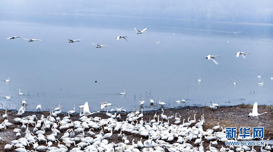 12月9日，一群白天鹅在三门峡天鹅湖国家城市湿地公园翔集。