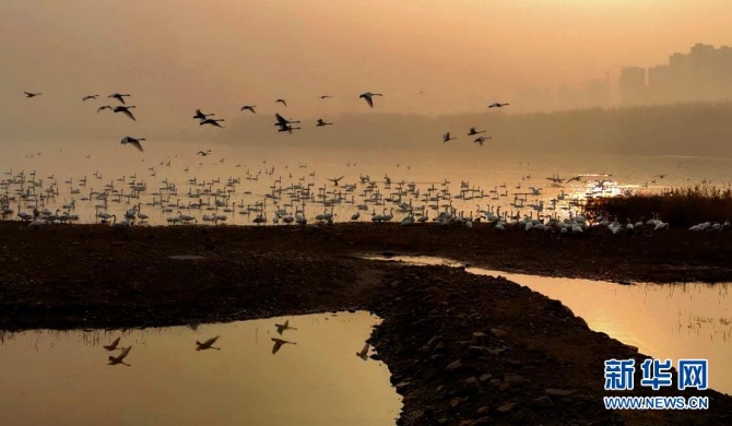 12月10日,一群白天鹅在三门峡天鹅湖国家城市湿地公园翔集。 12月10日,一群白天鹅在三门峡天鹅湖国家城市湿地公园翔集。