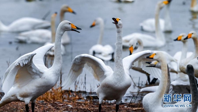 12月9日,一群白天鹅在三门峡天鹅湖国家城市湿地公园嬉戏。 12月9日,一群白天鹅在三门峡天鹅湖国家城市湿地公园嬉戏。