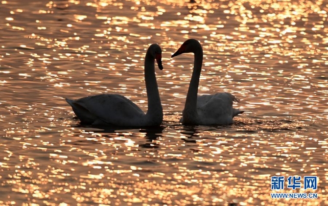 12月10日,朝霞中两只天鹅在三门峡天鹅湖国家城市湿地公园内嬉戏。 12月10日,朝霞中两只天鹅在三门峡天鹅湖国家城市湿地公园内嬉戏。