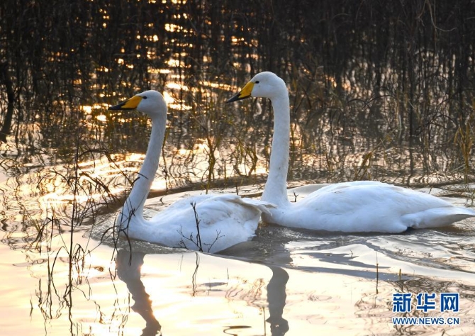 12月10日,一对白天鹅在三门峡天鹅湖国家城市湿地公园内栖息。 12月10日,一对白天鹅在三门峡天鹅湖国家城市湿地公园内栖息。