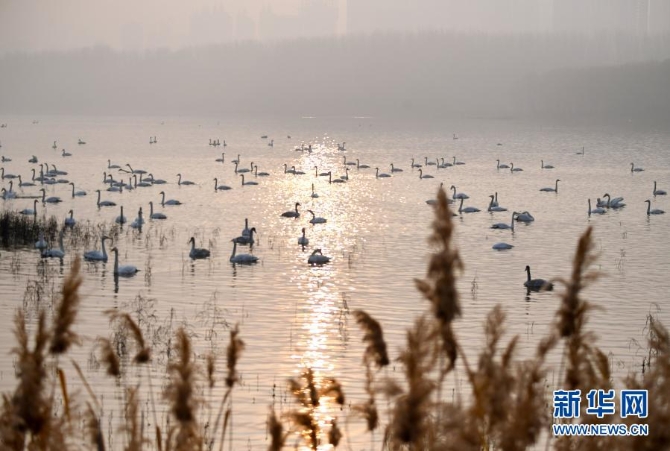 12月10日,白天鹅在三门峡天鹅湖国家城市湿地公园内栖息。1 12月10日,白天鹅在三门峡天鹅湖国家城市湿地公园内栖息。1