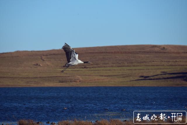 只黑颈鹤在昭通大山包“累趴了 (1)_副本.jpg