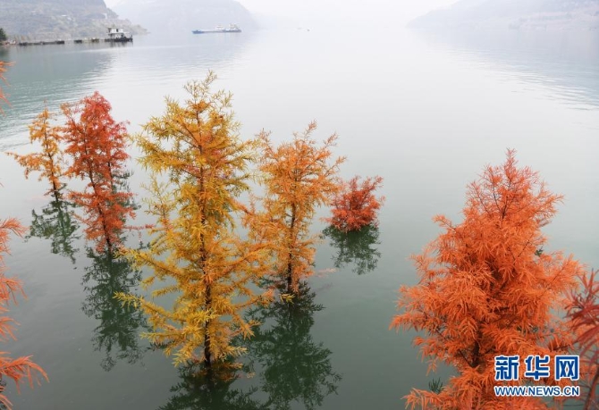 这是12月10日在重庆市万州区大周镇长江边拍摄的“水中彩林”景象。4