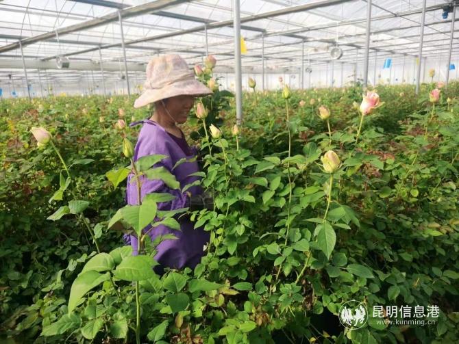 晋宁打造全球一流鲜花产区 晋宁打造全球一流鲜花产区