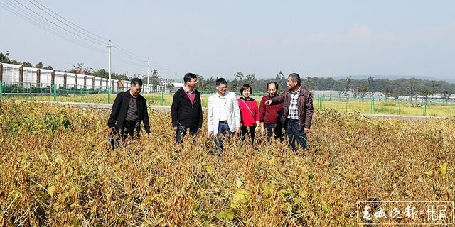 突破高油大豆育种瓶颈！云南省农科院首次培育出高油大豆品种 云南省农业科学院粮食作物研究所 供图