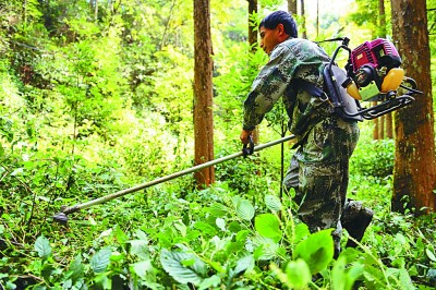 巡山穿林,新时代护林员的奋斗与快乐 巡山穿林,新时代护林员的奋斗与快乐