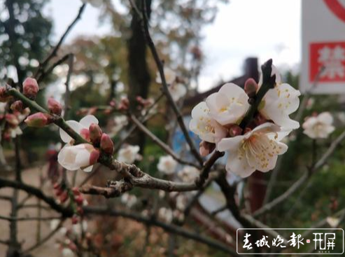 昆明黑龙潭公园梅花节（春城晚报-开屏新闻记者 左学佳 摄影报道）