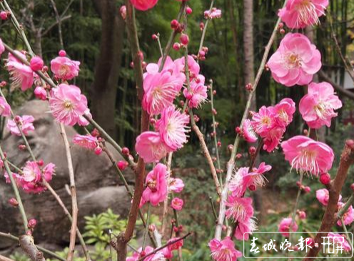 昆明黑龙潭公园梅花节（春城晚报-开屏新闻记者 左学佳 摄影报道）