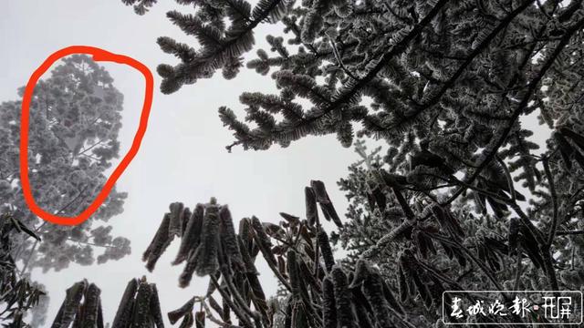 5G加速融入社会(受访者供图)