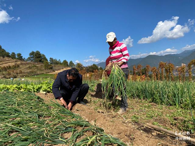 【2020迪庆故事】蔬菜大棚“种”出幸福生活 和继泉(春城晚报-开屏新闻记者 木晓雯 周柯妤 王宇衡 摄影报道)7.jpg