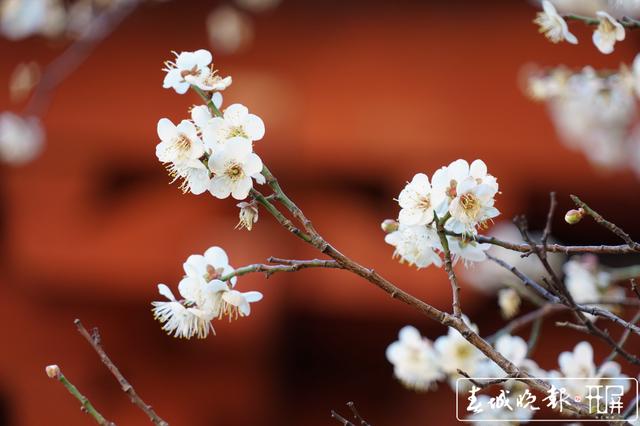 宾川鸡足山百年古梅开花了