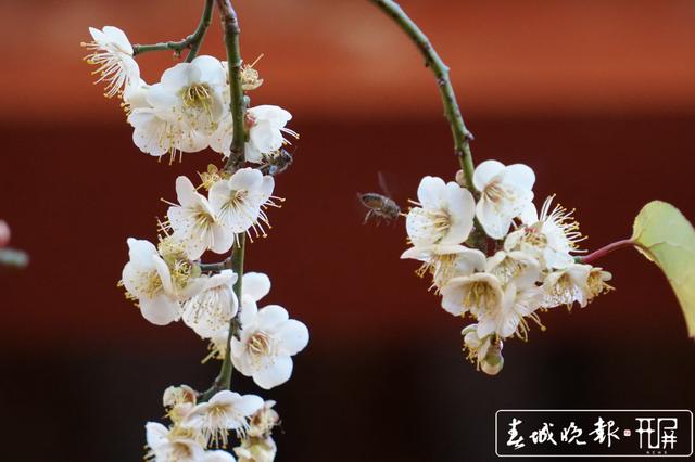 宾川鸡足山百年古梅开花了