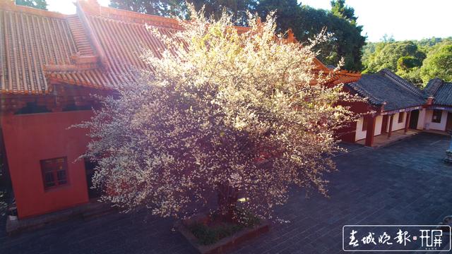 宾川鸡足山百年古梅开花了