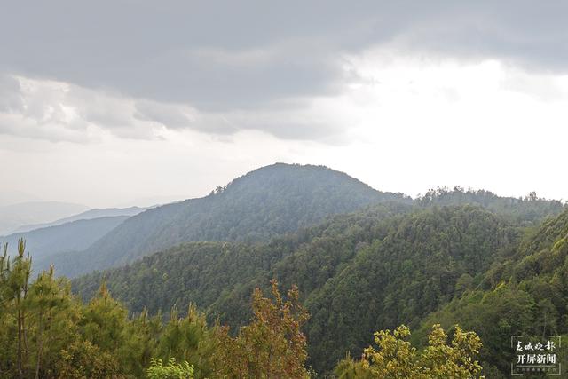 国家一级保护动物林麝首现昌宁 天堂山 （春城晚报-开屏新闻记者 崔敏 通讯员 王文海 杨之良 李海燕 摄影报道）