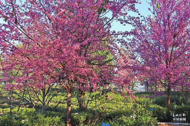茶香风暖 花落成雨 昌宁邀你冬日来赏茶园樱花之美