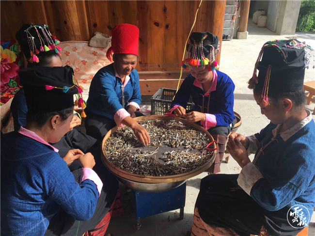 龙山镇芒麦村特少民族阿昌人民自发在家中进行枫斗加工，增加家庭经济收入.jpg