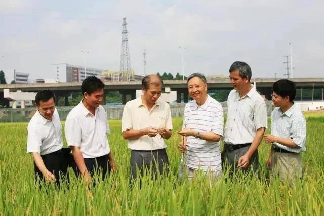 卢永根（右三）团队在田间观察水稻生长情况&nbsp;图源：南方日报