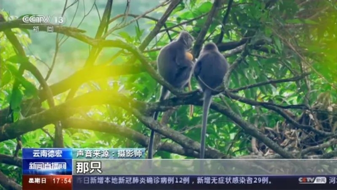 云南这11只小金猴不一般,集体刷屏央媒!