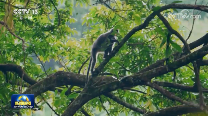 云南这11只小金猴不一般,集体刷屏央媒!