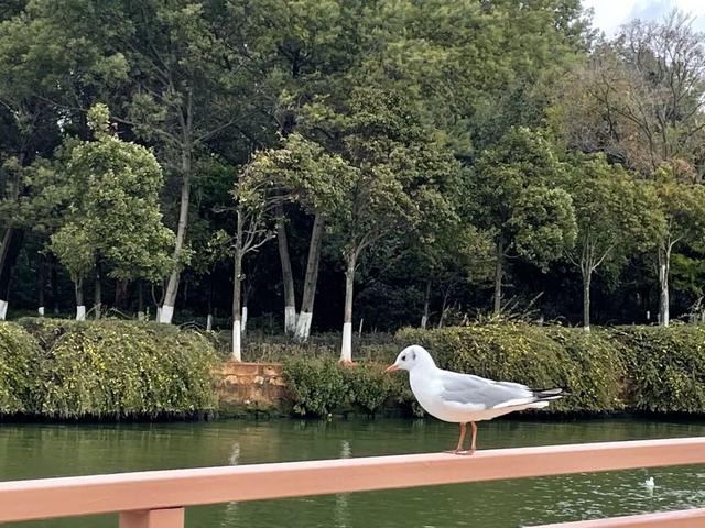 “很多动物都回来了”新华社记者探访滇池生态屏障星海半岛湿地5.jpg