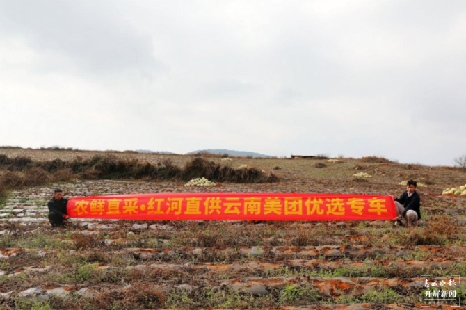 云南建水紫薯“变形记”:从深山滞销的染料到城市餐桌“网红” 曹婕 摄