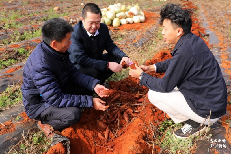 云南建水紫薯“变形记”：从深山滞销的染料到城市餐桌“网红” 曹婕 摄