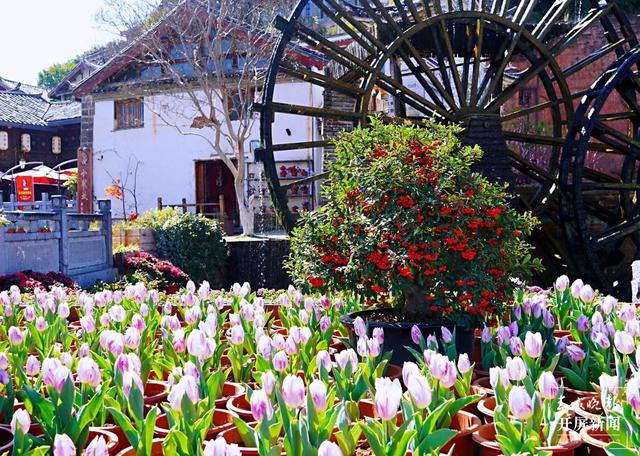 丽江古城鲜花盛放（ 图片由@宁琳 提供）