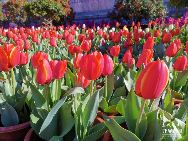丽江古城鲜花盛放（ 图片由@宁琳 提供）