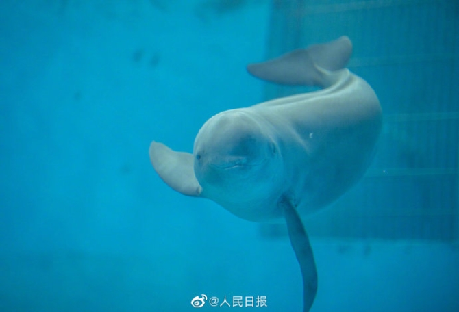 0033ImPzly1gncrvri6sbj61830u0jyq02.jpg 0033ImPzly1gncrvri6sbj61830u0jyq02.jpg