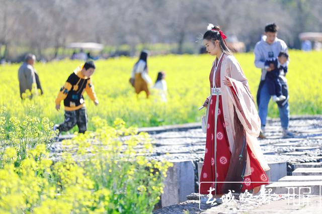 安宁牧羊湖万亩油菜花盛放 (4).jpg