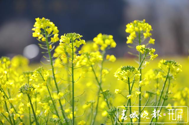 安宁牧羊湖万亩油菜花盛放 (5).jpg