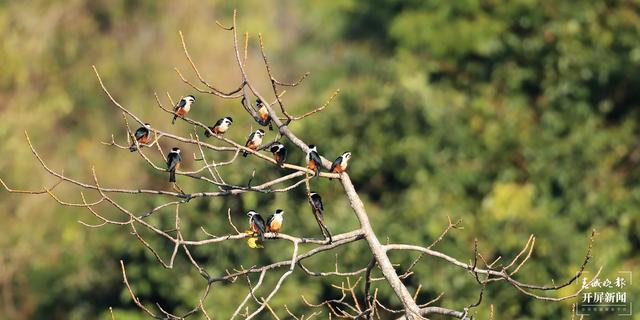 红腿小隼(春城晚报-开屏新闻记者 马楠 通讯员 尹以祜 郑山河 摄)