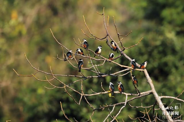 红腿小隼(春城晚报-开屏新闻记者 马楠 通讯员 尹以祜 郑山河 摄)