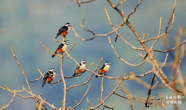 红腿小隼(春城晚报-开屏新闻记者 马楠 通讯员 尹以祜 郑山河 摄)