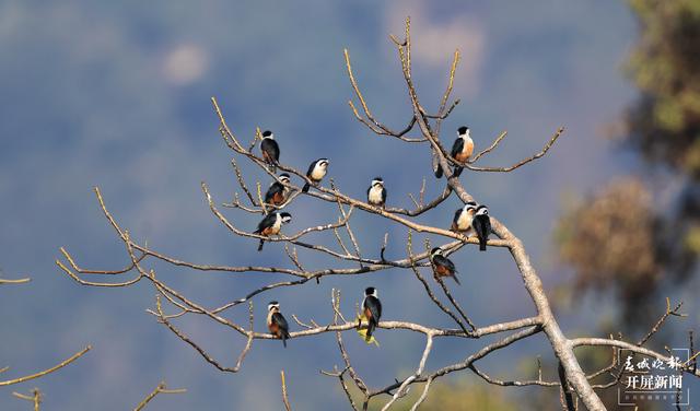 红腿小隼(春城晚报-开屏新闻记者 马楠 通讯员 尹以祜 郑山河 摄)