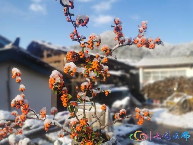 “春雪”与“春花”在迪庆相遇